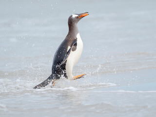 Gentoo penguin coming ashore on a sandy beach in the Falkland Islands in January.