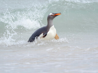 Fototapeta na wymiar Gentoo penguin coming ashore on a sandy beach in the Falkland Islands in January.