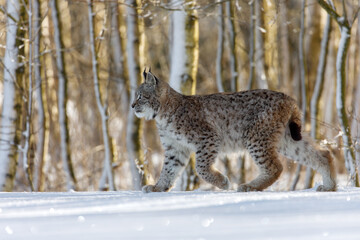 Lynx cub in winter. Young Eurasian lynx, Lynx lynx, walks in snowy birch forest. Beautiful wild cat in nature. Cute animal with spotted orange fur. Beast of prey in frosty day. Predator in habitat.
