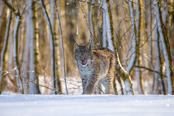 Lynx cub in winter. Eurasian lynx, Lynx lynx, walks in snowy birch forest and licks on nose. Frozen trees and iced branches in background. Beautiful wild cat in nature. Predator in frosty day.