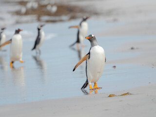 Obraz premium Gentoo penguin coming ashore on a sandy beach in the Falkland Islands in January.