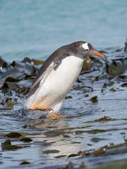 Gentoo penguin walking through kelp to enter the sea in the Falkland Islands in January.