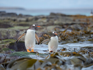 Gentoo penguin walking through kelp to enter the sea in the Falkland Islands in January.