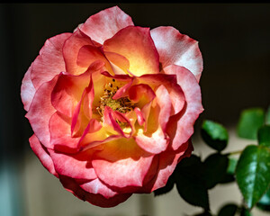 English Rose, Winter