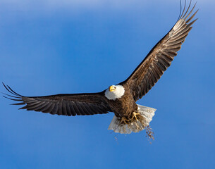 Adult Bald eagle in flight with bedding for nest