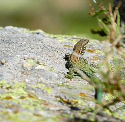 Colorful Lizard - Lacertidae - on a stone in Corsica France