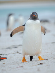 Gentoo penguin walking to the colony over a sandy beach in the Falkland Islands in January.