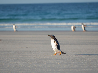 Walking to the colony. Gentoo penguin in the Falkland Islands in January.