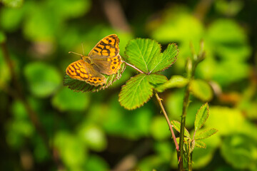 Orange butterfly on a green leaves background
