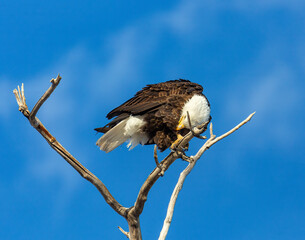 Adult Bald eagle perched in tree