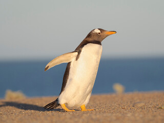 Fototapeta na wymiar Walking to the colony. Gentoo penguin in the Falkland Islands in January.