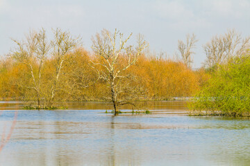 Riverside view with beautiful trees in the flooded plains of the natural park of Boquilobo. Natural wildlife reserve of Boquilobo, Portugal.