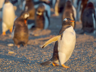 Gentoo penguin in the Falkland Islands in January.