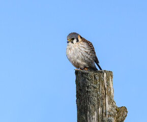 American Kestrel Sitting on Post in Winter, Portrait on Blue Sky