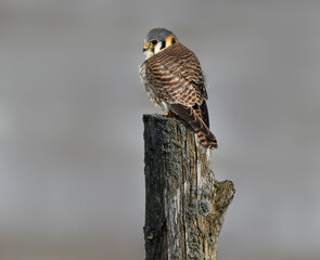 American Kestrel Sitting on Post in Winter, Portrait on Gray Background