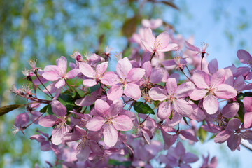 Cherry blossom in the garden. Spring, nature wallpaper. Blooming pink flowers on the branches of a cherry tree. Macro shot. Spring nature background with a pink blooming sakura