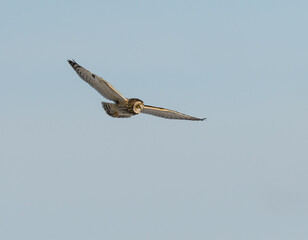Short-eared Owl in Flight in Winter on Blue Sky