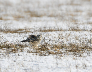 Short-eared Owl Sitting on Snow Field in Winter