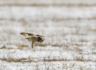 Short-eared Owl in Flight Looking for Prey on Snow Field in Winter