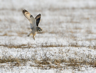 Short-eared Owl in Flight Looking for Prey on Snow Field in Winter