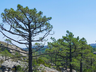 Fototapeta premium Trees in the mountains of Corsica France