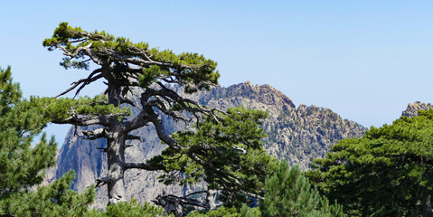 Trees in the mountains of Corsica France