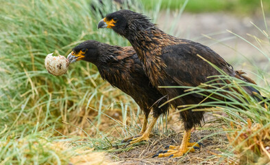 Falkland Islands, Grave Cove. Striated caracaras feeding on gentoo penguin egg.