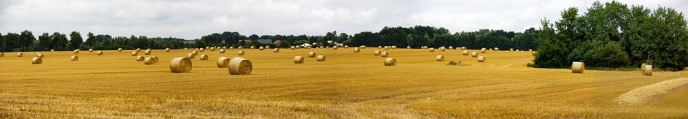 Bundles of straw on a mown field panorama