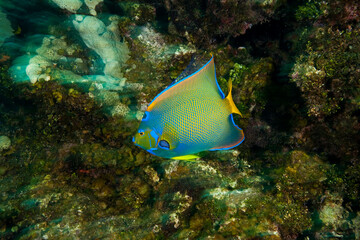 Queen Angelfish (Holacanthus ciliaris), Caribbean Scuba Diving, Roatan, Bay Islands, Honduras, Central America