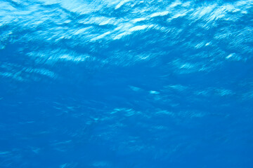 underwater upward angle view of ocean surface, Utila, North Side, Bay Islands, Honduras, Central America
