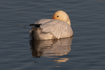 A Snow Goose Floating Peacefully on a Marsh Pond