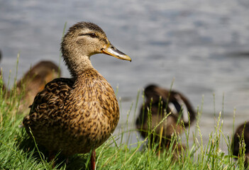 Duck family is sitting in the grass by a lake Germany