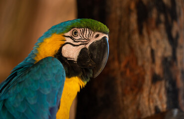 ARARA CANINDÉ Azul e peito Amarelo 