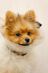 pomeranian dog in protective Elizabethan collar