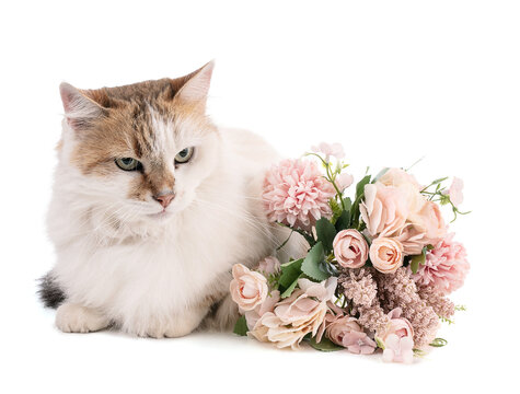 Portrait of a pretty cat t with flowers
