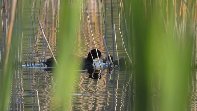 Black fluffy white forehead coot ducks swim on the water surface.Duck animal wild animals wildlife Eurasian coot cinematic tele zoom lake mere lough wetland pond lakeside lakeshore waterside wetland