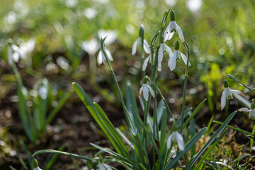 snowdrops in spring