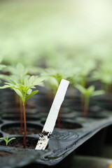 Seedlings of Marigold (Tagetes erecta, Mexican marigold,  African marigold) in  plastic pot with white label tag.