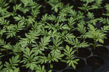 Young plants of Marigold (Tagetes erecta, Mexican marigold,  African marigold) in greenhouse.