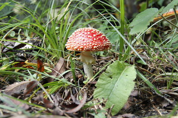 fly agaric mushroom
