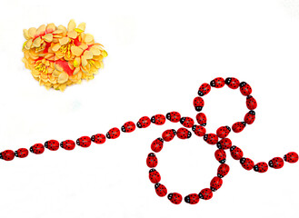 Ladybugs on a white background that move to make the number 8 with a flower on top of the background. International Women's Day concept