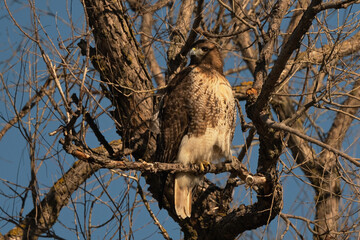 Red-Tailed Hawk Alert While Perched on a Tree Branch
