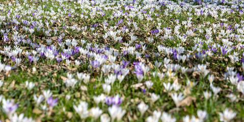 early spring, first spring flowers, sunny day, crocus meadow