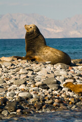 Mexico, Baja California, Bahia de las Animas.  Sea Lion island - haul out for California Sea Lions (Zalophus californianus)  Aging bull strikes regal pose