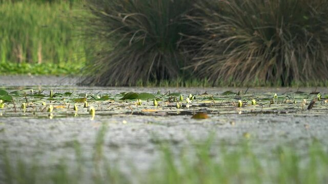 Mossy lake and swamp in the mangrove forest. A wetland is a distinct ecosystem that is inundated by water, either permanently or seasonally. This is the characteristic vegetation of aquatic plants, 4K