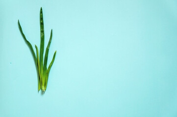 green young onion lies on a paper blue background