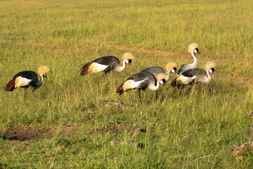 Obraz na płótnie Canvas A flock of gray crowned cranes. The grey crowned crane is a bird in the crane family, Gruidae. It is found in eastern and southern Africa, and is the national bird of Uganda.