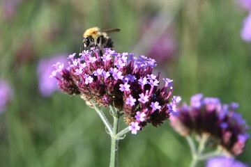 bee on flower