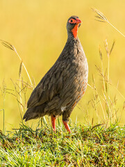 A Red-necked Spurfowl in the green grass on the savannah of the masai mara, Kenya, africa.
