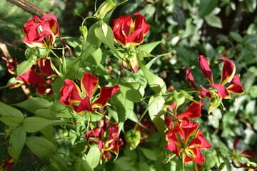 red flowers in a garden